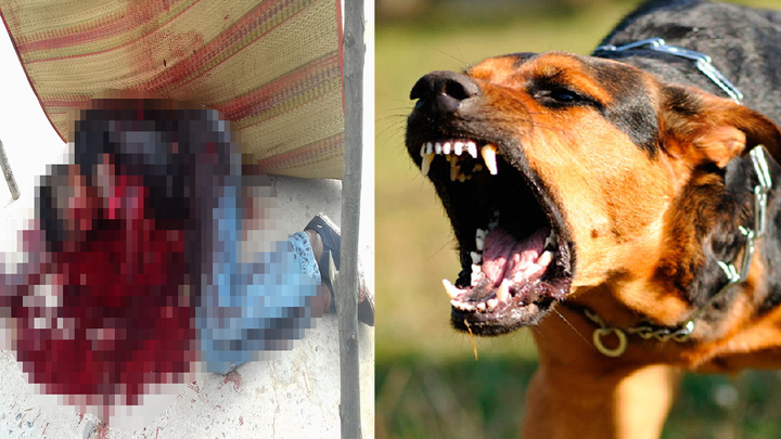 Clip: 3 vụ chó dữ cắn chết người thương tâm nhất Việt Nam