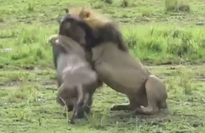 Video: Linh dương đầu bò bỏ mạng dưới hàm răng của