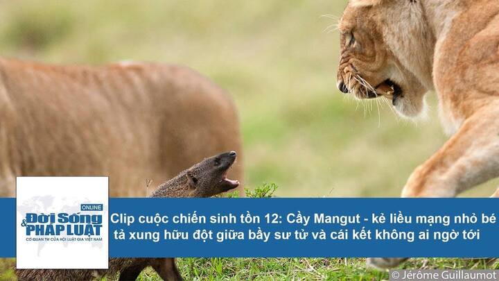 Cuộc chiến sinh tồn: Cầy Mangut tả xung hữu đột giữa bầy sư tử và cái kết khó ngờ