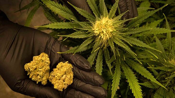 Cần sa - Marijuana: