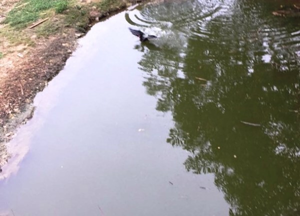 Tin tức thời sự 24h mới nhất ngày 29/8/2018: Sang nhà hàng xóm, 2 cháu nhỏ bị đuối nước thương tâm