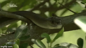 Clip: Hãi hùng loài rắn độc bò nhanh nhất thế giới vận tốc