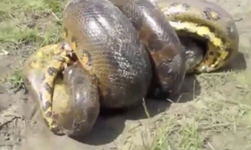 Video: Màn giao chiến ác liệt giữa chó và trăn 