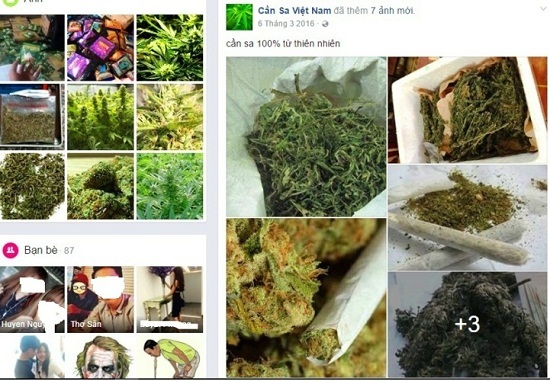 Tiếp cận “sàn giao dịch cần sa xuyên quốc tế” chuyên cung ứng hạt, cây giống ma túy