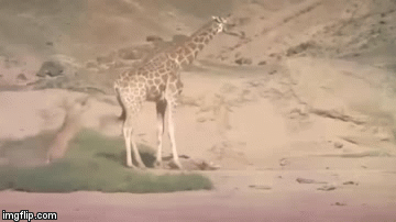 Cuộc chiến sinh tồn: Mẹ con hươu cao cổ tìm đường sống giữa bầy sư tử hung hãn