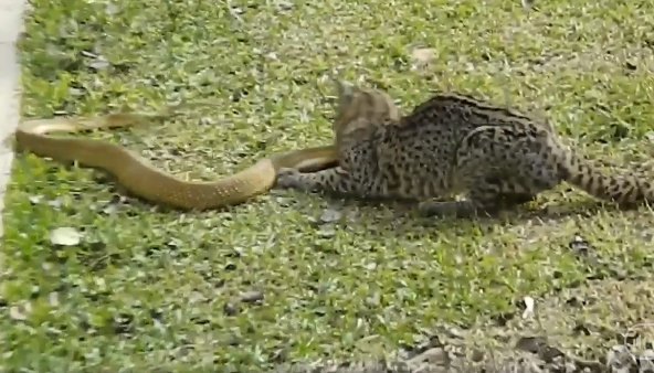 Video: Mèo hoang tử chiến ác liệt với rắn độc khét tiếng