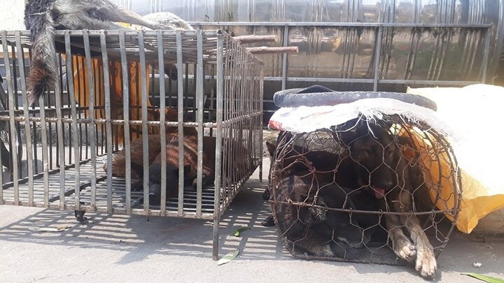 Đang bán chó vừa trộm được, 2 