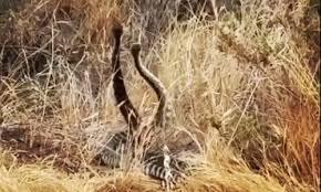 Video: Rắn đuôi chuông kịch chiến, hạ gục nhau để giành bạn tình