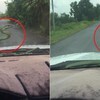 Rắn bất thình lình đánh đu trên đầu ô tô khiến tài xế hú vía