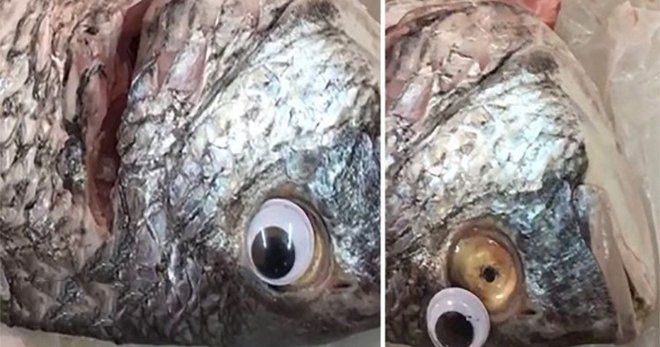 Gắn mắt nhựa để cá ươn trông vẫn tươi rói, cửa hàng phải trả giá đắt
