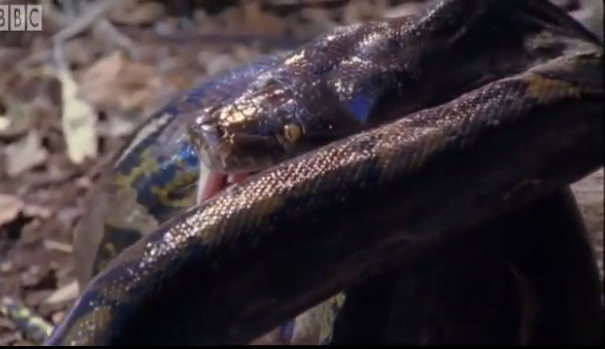 Video: Nổi da gà xem trăn