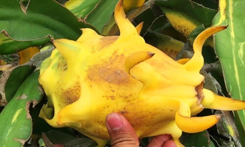 Nông dân kiếm tiền tỷ nhờ trồng thanh long vàng