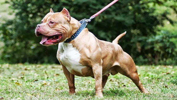 Chó pitbull bị nghi cắn chủ nhân đến tử vong