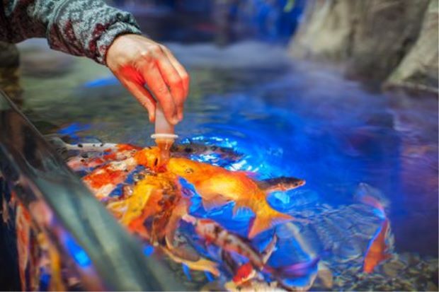 Lĩnh án 18 tháng tù vì đầu độc bể cá cưng của tình cũ để trả thù
