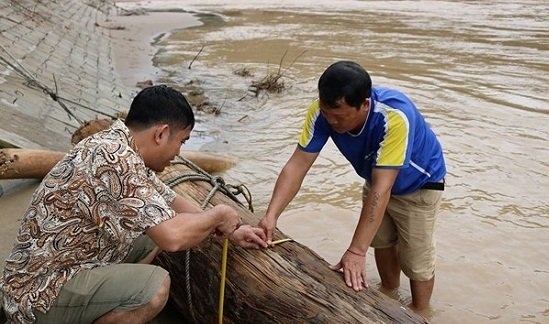 Đi vớt củi, người đàn ông kiếm được báu vật trăm tuổi được định giá nửa tỷ đồng