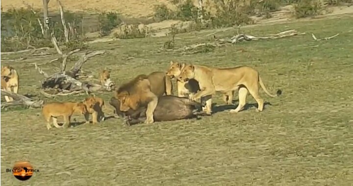Video: Hãi hùng sư tử đầu đàn bị 9 con sư tử cái lao vào cắn xé
