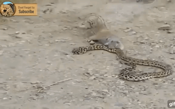 Video: Sóc lạnh lùng