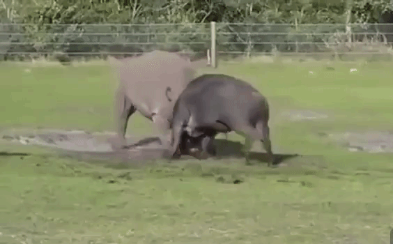 Video: Cận cảnh trâu điên húc văng tê giác tóe máu đầu