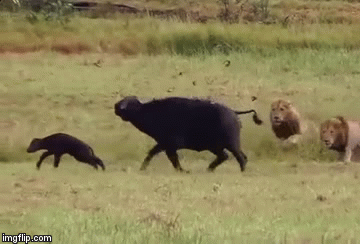 Video cuộc chiến sinh tồn 23: Trâu mẹ cứu con thoát khỏi vòng vây của bầy sư tử