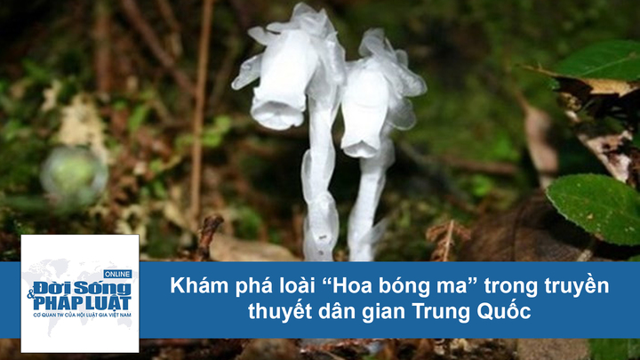 Video: Cận cảnh loại lan tuyệt đẹp phải mang tiếng xấu vì đi