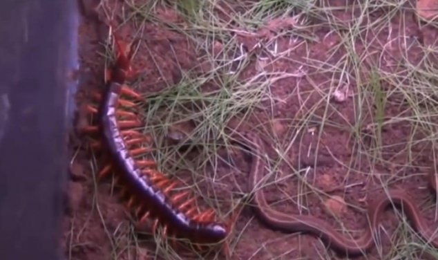 Video: Rắn đại chiến ác liệt với rết 