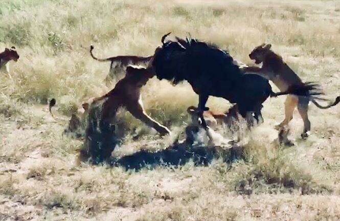 Video: Linh dương đầu bò