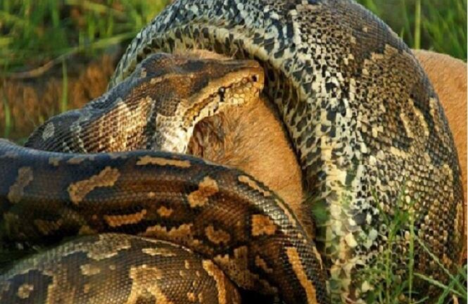 Video: Kinh ngạc cảnh trăn đá 