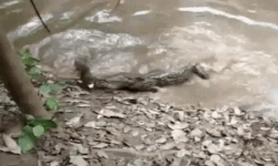 Video cuộc chiến sinh tồn 24: Liều lĩnh tấn công lươn điện, cá sấu bị giật cứng đơ