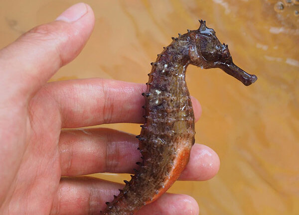 Cá ngựa - “Thần dược” cho cả quý ông, quý bà