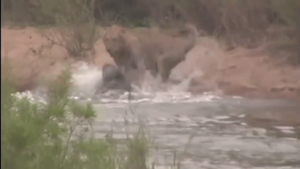 Video cuộc chiến sinh tồn: Chủ quan băng qua lãnh địa của cá sấu, sư tử suýt mất mạng