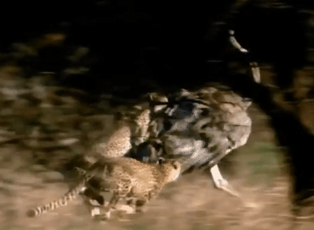 Video cuộc chiến sinh tồn: Cố gắng bảo vệ con trước báo gêpa, đà điểu vẫn nhận cái kết thảm thương