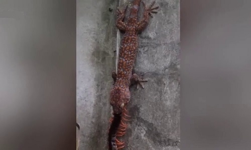 Video: Tắc kè hoa kéo lê rết độc khổng lồ để ăn thịt