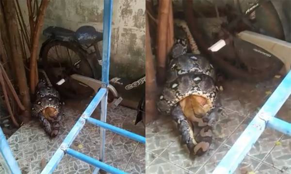 Video: Trăn