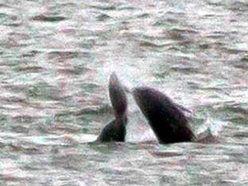 Video: Đàn cá voi sát thủ hợp sức giết cá heo ở ngoài khơi California