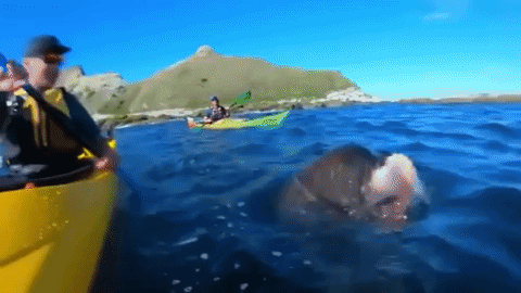 Video: Bất ngờ bị hải cẩu đập thẳng con bạch tuộc vào mặt khi đang chèo thuyền