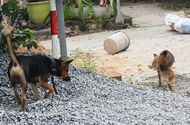 Chủ phải đền hơn 170 triệu, nếu chó cắn làm chết người 