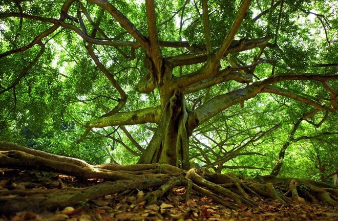 Người đàn ông mất tích 37 năm được tìm thấy nhờ cây mọc từ dạ dày