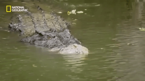 Video: Vào nhầm lãnh thổ, cá mập bị cá sấu khổng lồ xơi tái