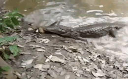 Video: Rợn người cảnh cá chình phóng điện, giật chết cá sấu