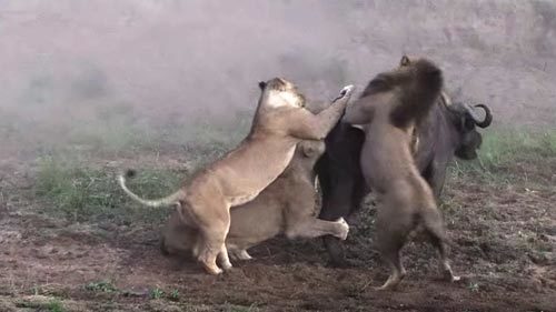 Video: Cái kết bất ngờ khi 3 con sư tử bao vây đánh hội đồng tê giác