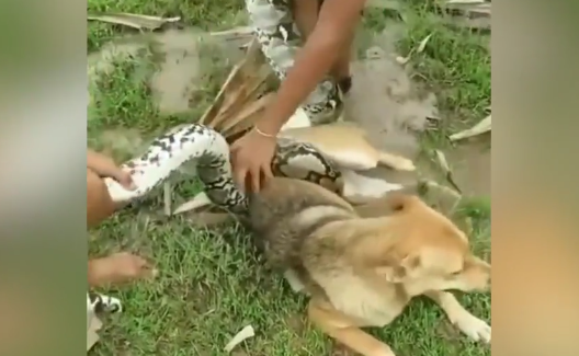 Video: Thót tim cảnh 3 bé trai túm đầu trăn 