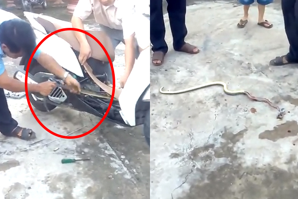Video: Rắn dài hơn 1m nằm gọn bên trong xe máy tay ga