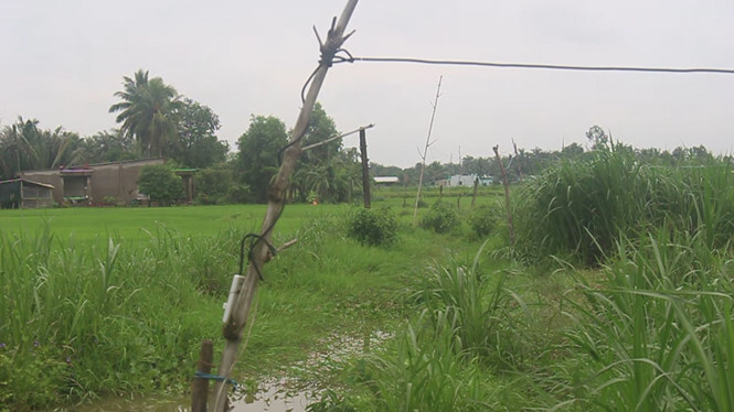 Một phụ nữ bị điện giật chết khi cắt cỏ cho bò ăn