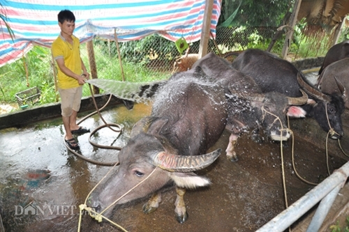 Cận cảnh giống trâu ngố khổng lồ nhất Việt Nam, đặc sản làm giàu của xứ Tuyên