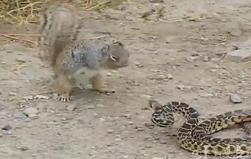 Video: Rắn hoảng sợ bỏ chạy trong cuộc hỗn chiến với sóc nhỏ