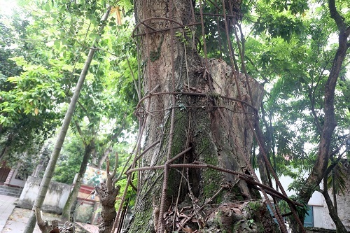 Vụ cây sưa trăm tỷ ở Hà Nội: Một nhánh cây được bán đấu giá 31 tỷ đồng