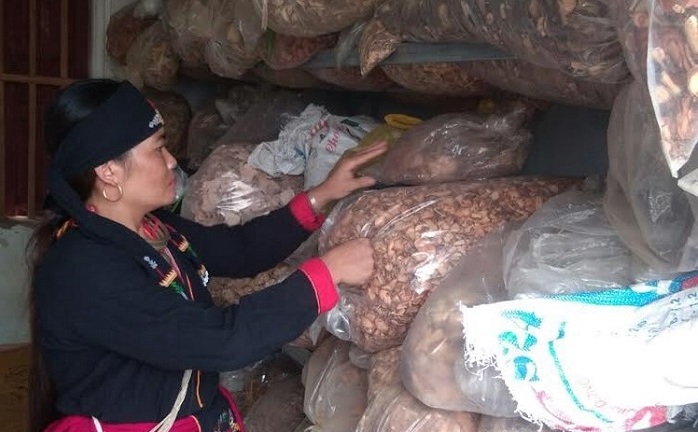 Hàng ngàn bệnh nhân thoát khỏi căn bệnh trĩ nhờ bài thuốc quý của lương y Lý Thị Thanh