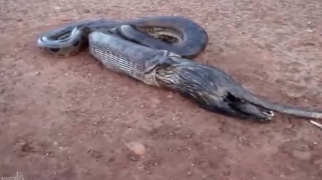 Video: Rùng mình cảnh trăn khổng lồ 