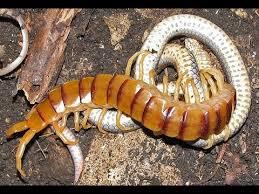 Video: Trận tử chiến kinh hoàng giữa rắn đói và rết khổng lồ