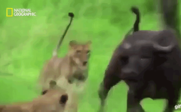 Video: Cả họ trâu rừng kéo nhau đi giải cứu đồng loại khỏi nanh vuốt sư tử